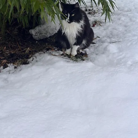 Διαμέρισμα - Haustiere Willkommen - Erdgeschoss - Sauna - - Kostenloser Parkplatz *