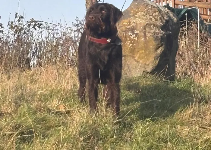 - Haustiere Willkommen - Erdgeschoss - - Infrarot Waermekabine -kostenloser Parkplatz Apartment Mellnau