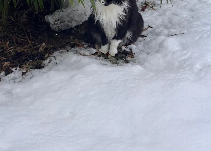 Apartamento - Haustiere Willkommen - Erdgeschoss - Sauna - - Kostenloser Parkplatz *